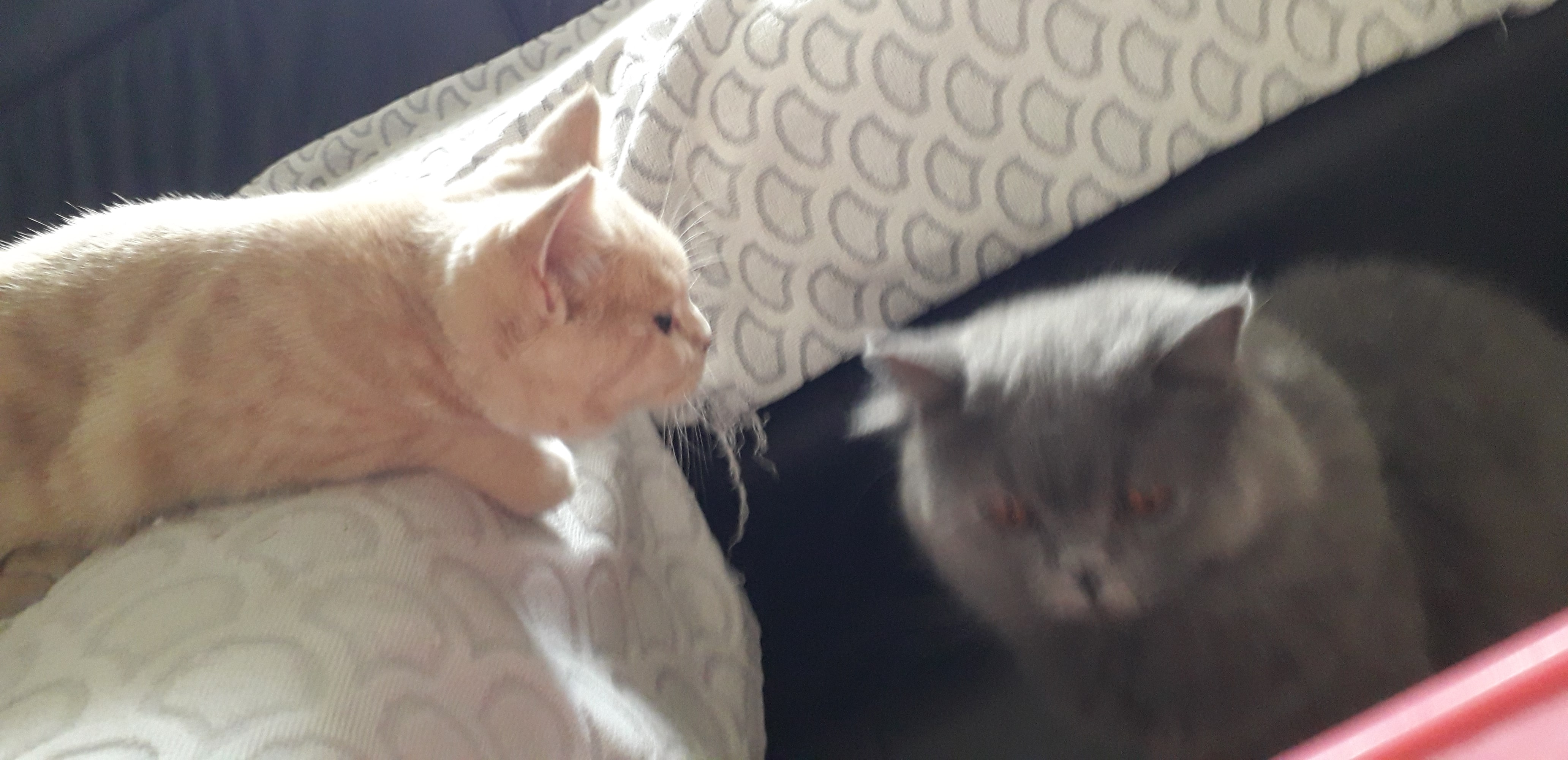Tchoupi et Soda qui jouent ensemble, deux chats british shorthair.