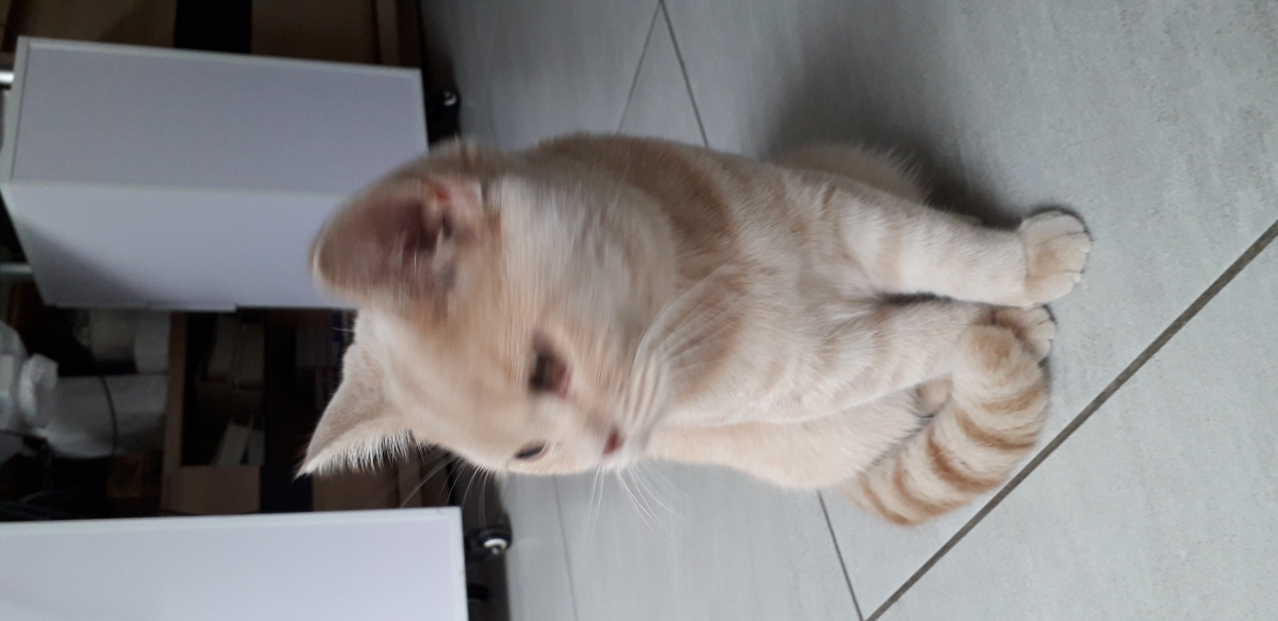 Voici les bouilles des petits chattons qui sont nés le 20/09/2022, de jolis petit chattons Britis Shorthair.