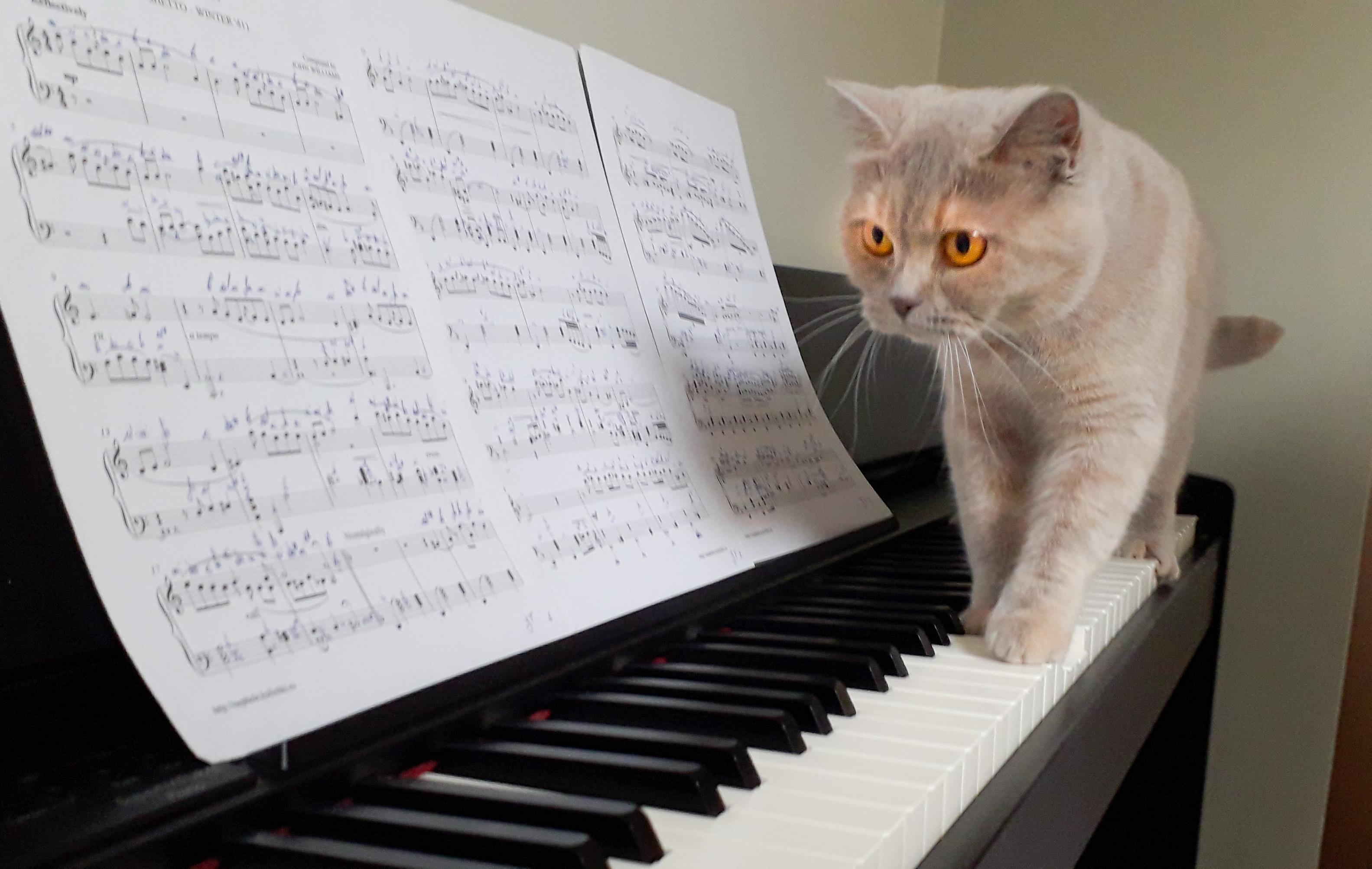 représentation d'un chat sur un piano