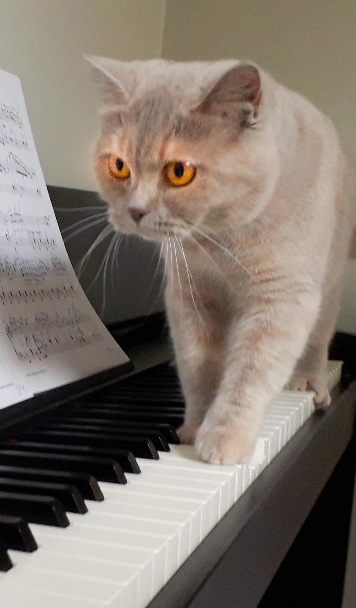 représentation d'un chat sur un piano